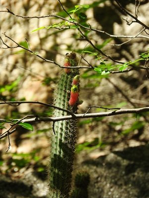 Cleistocactus smaragdiflorus RB3101 - Cuesta de Los Angeles, 785m