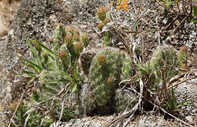 Tunilla corrugata RB3108 - nördl. Los Angeles, Sierra Ambato, Catamarca 1775m