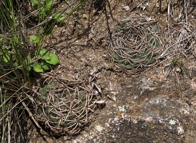 Gymnocalycium carminanthum RB3107 - nördl. Los Angeles, Sierra Ambato, Catamarca 1775m