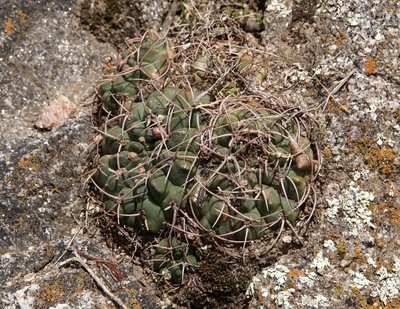 Gymnocalycium carminanthum RB3107 - nördl. Los Angeles, Sierra Ambato, Catamarca 1775m