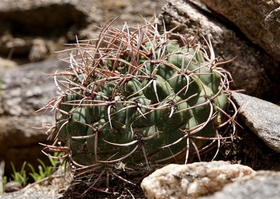 Gymnocalycium carminanthum RB3107 - nördl. Los Angeles, Sierra Ambato, Catamarca 1775m