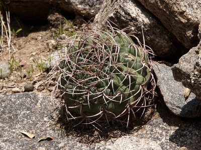DSC03155.JPG (191.93 KiB) 11306 mal betrachtet Gymnocalycium carminanthum RB3107 - nördl. Los Angeles, Sierra Ambato, Catamarca 1775m