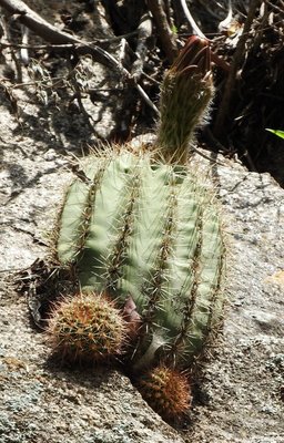 Lobivia grandiflora RB3109 - nördl. Los Angeles, Sierra Ambato, Catamarca 1775m