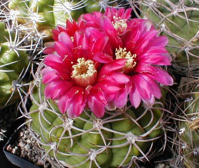 Gymnocalycium carminanthum