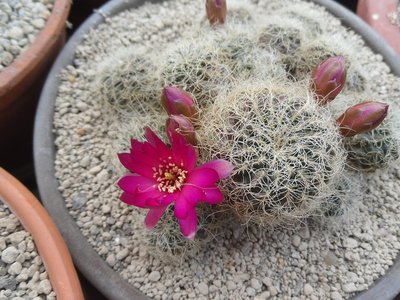 Sulcorebutia hertusii PHA 177KF 1-2016-3.JPG (227.63 KiB) 11329 mal betrachtet Sulcorebutia hertusii PHA 177KF 1