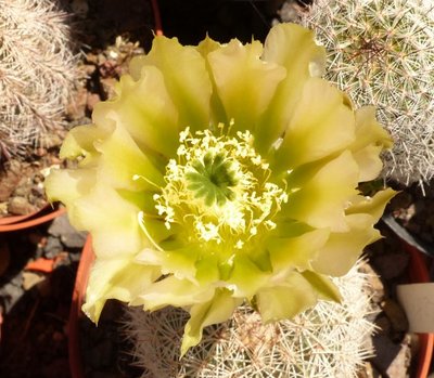 Echinocereus dayacanthus, Lz843.jpg