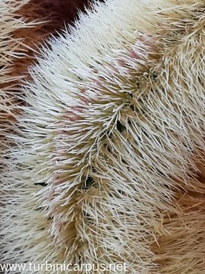 Echinocereus dasyacanthus Cristate, Sierra Mojada