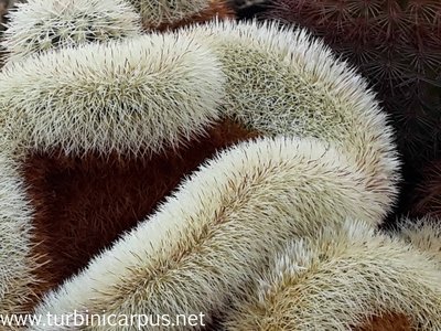 Echinocereus dasyacanthus Cristate, Sierra Mojada