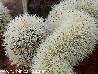 20160428_093715.jpg (538.4 KiB) 3853 mal betrachtet Echinocereus dasyacanthus Cristate, Sierra Mojada