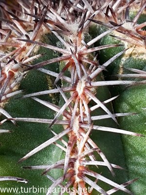 Echinocereus pamanesiorum ssp. bonatzii<br />HJB0191 Mezquital DUR. <br />Isotypen aus der Sammlung Bonatz
