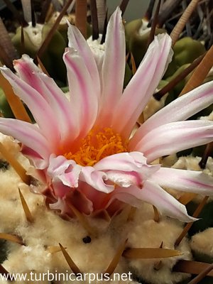 20160428_092226.jpg (319.42 KiB) 9702 mal betrachtet Thelocactus lophothele ssp. lophothele<br />El Chifflon COAH.