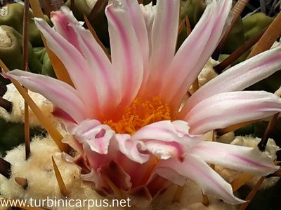 20160428_092235.jpg (325.56 KiB) 10425 mal betrachtet Thelocactus lophothele ssp. lophothele<br />El Chifflon COAH.