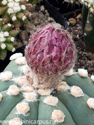 20160428_092343.jpg (371.3 KiB) 16239 mal betrachtet Astrophytum asterias<br />nudal + rote Blüte