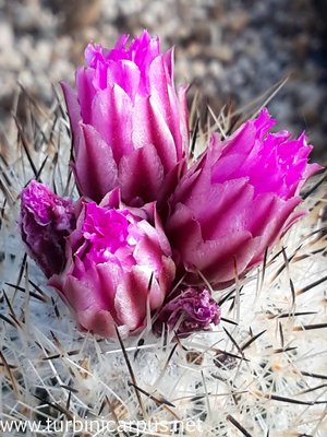 Turbinicarpus subterraneus<br />ssp. booleanus<br />Santa Clara de Gonzalez N.L.