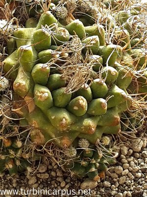 Turbinicarpus pseudomacrochele<br />ssp. krainzinaus var. sphacellatus<br />Herkunft Schmoll/Krainz