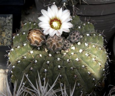 Gymnocalycium stellatum occultum P131 - eigene Sammlung