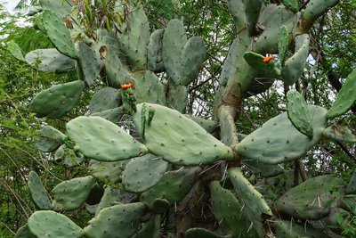 Opuntia quimilo RB3117 - nördl. Conception, Catamarca 890m