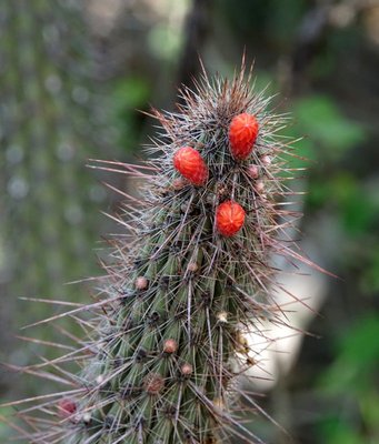 Cleistocactus baumannii RB3119 - Huillapima, Catamarca 520m