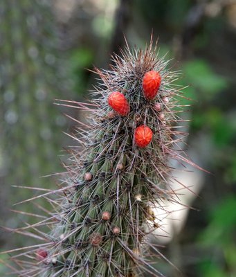 DSC03186.JPG (134.99 KiB) 11230 mal betrachtet Cleistocactus baumannii RB3119 - Huillapima, Catamarca 520m
