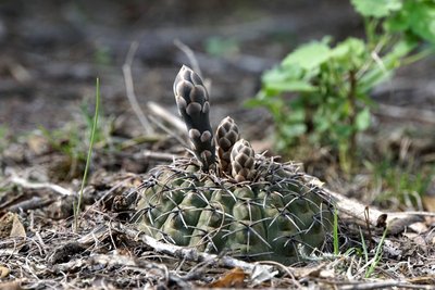 DSC03190.JPG (129.57 KiB) 11230 mal betrachtet Gymnocalycium stellatum occultum RB3118 - Huillapima, Catamarca 520m