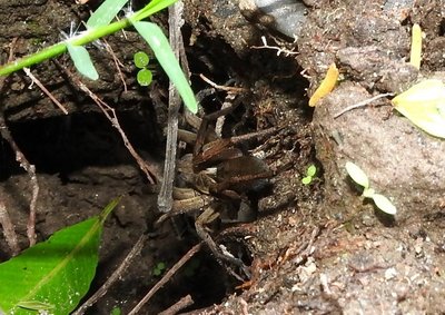 DSCN1406.JPG (150 KiB) 11230 mal betrachtet Arachnophobie ist hier fehl am Platze