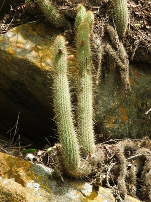 Cleistocactus smaragdiflorus RB3116 - nördl. Conception, Catamarca 930m