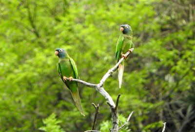 Spitzschwanzsittich - Thectocercus acuticaudatus