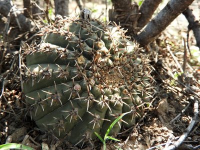 DSCN1446.JPG (164.09 KiB) 11230 mal betrachtet Gymnocalycium stellatum occultum RB3118 - Huillapima, Catamarca 520m
