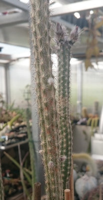 DSC_4334.JPG (84.78 KiB) 12619 mal betrachtet Knospen direkt mittig am Trieb