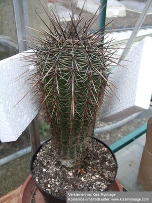 Carnegia gigantea_klein.jpg