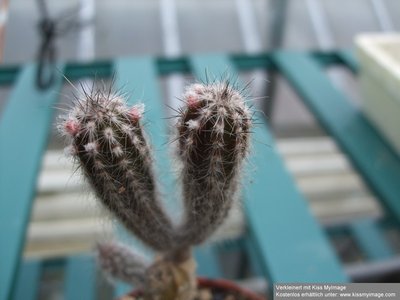 Echinocereus schmollii Knospen_klein.jpg