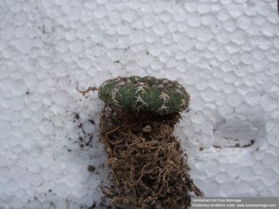 Frailea castanea Ufo_klein.jpg