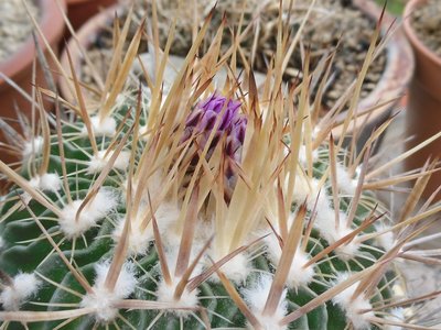 Stenocactus flavispinus 2016-1.JPG (223.88 KiB) 10293 mal betrachtet Stenocactus (Echinofossolucactus) flavispinus