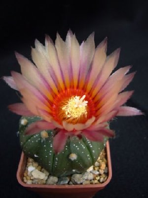 A.asterias_rot 2.JPG