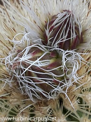 Echinocereus freudenbergeri<br />ROG s.n. südl. Cuatro Cienegas COAH.