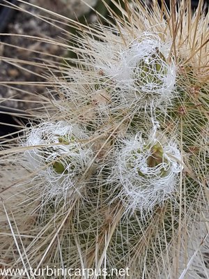 20160430_153111.jpg (703.02 KiB) 11247 mal betrachtet Echinocereus rayonesensis<br />nördl. Galeana N.L.