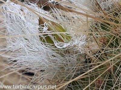 20160430_153146.jpg (494.79 KiB) 11247 mal betrachtet Echinocereus rayonesensis<br />nördl. Galeana N.L.