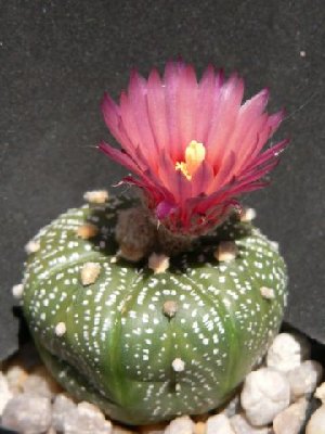 A.asterias_rot 5.JPG