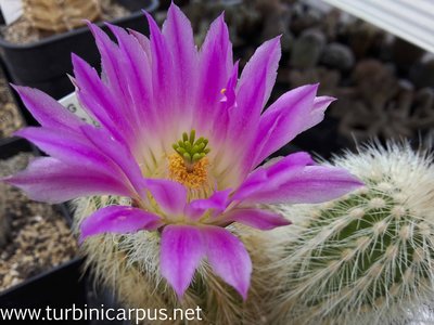 Echinocereus freudenbergeri<br />ROG s.n. südl. Cuatro Cienegas COAH.