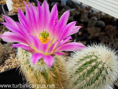 Echinocereus freudenbergeri<br />ROG s.n. südl. Cuatro Cienegas COAH.