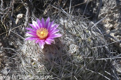 Thelocactus conothelos ssp. argenteus<br />San Ignacio Texas N.L.