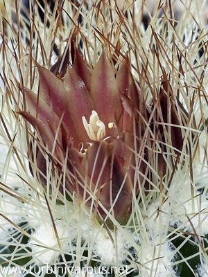 Acharagma roseanum ssp. gigas n.n.<br />El Meson COAH.