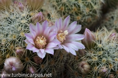 Mammillaria schiedeana ssp. gieselae<br />MZ 1438 Rancho Cerro del Diente TAM.