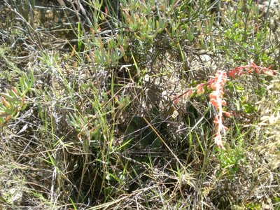 448,SA,Gasteria excelsa (640x480).jpg