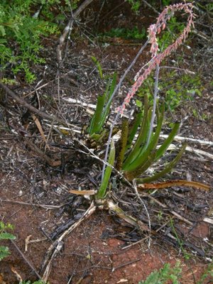 637,SA,Gasteria pulchra (480x640).jpg