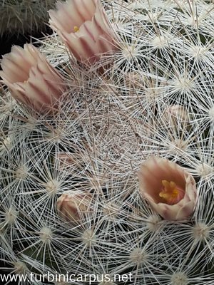 Mammillaria candida ssp. mechacaensis<br />ROG 026 Menchaca COAH.