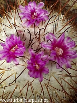 Mammillaria bombycina