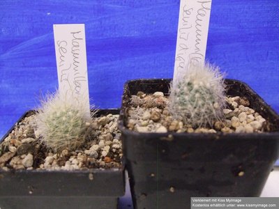 Mammillaria senilis_klein.jpg