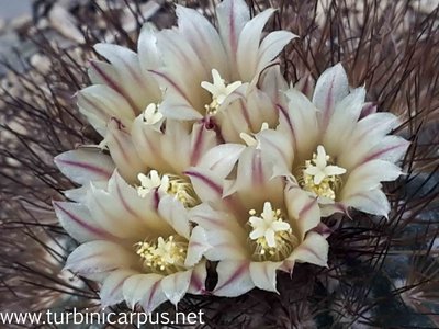 20160412_125611.jpg (259.73 KiB) 8203 mal betrachtet Acharagma aguirreanum ssp. aguirreanum<br />HK 1347 Sierra de la Paila COAH.