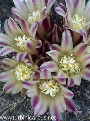 Acharagma aguirreanum ssp. aguirreanum<br />HK 1347 Sierra de la Paila COAH.